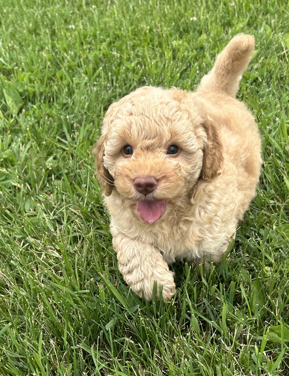 Male F1b Mini Goldendoodle Pup for Sale DOB 4-21-2025 $1200